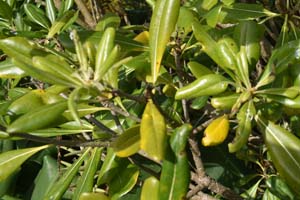 Japanese mock orange