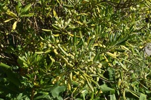 Japanese cheesewood