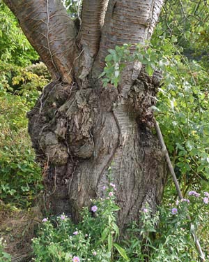 Prunus avium?