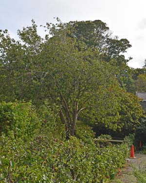Cherry tree