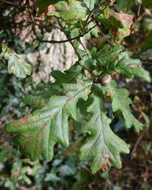 Oak gall