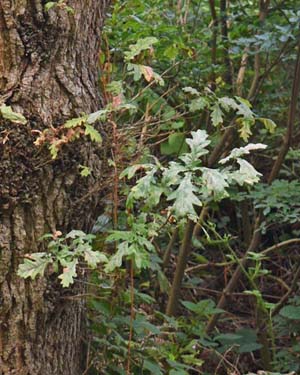 Oak leaf