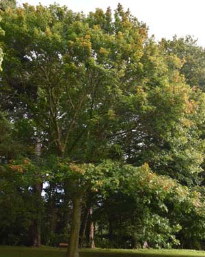 Quercus rubra