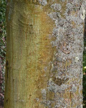 Red oak