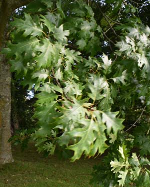 Quercus rubra