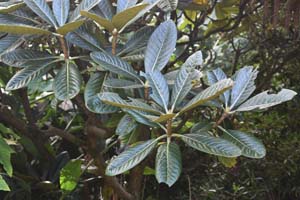 Rhododendron sinogrande