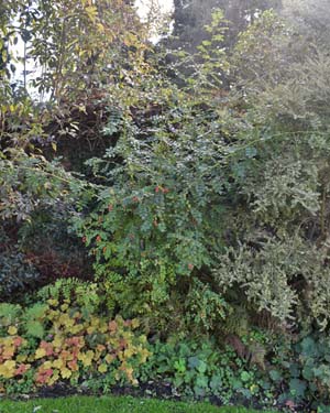 Rosa moyesii