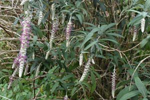 Weeping butterfly bush