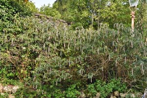 Rostrinicula dependens