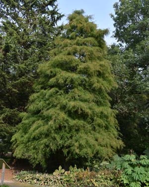Bald cypress