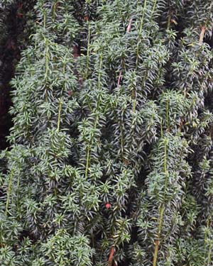Taxus baccata