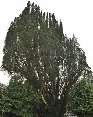 Yew 