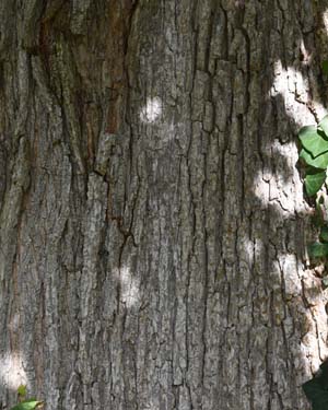 Ulmus sp.