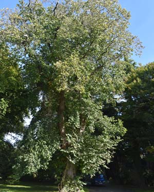 Ulmus sp.