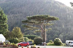 Pinus sylvestris