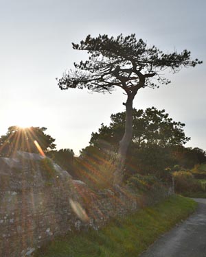 Scots pine