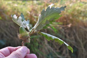 Querus cerris