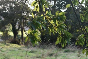 Quercus cerris