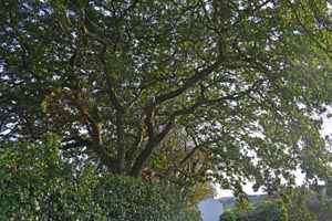 Turkey oak