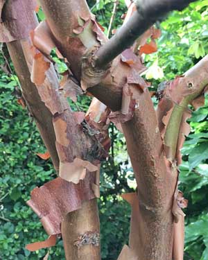 Acer griseum