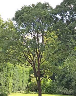 Acer griseum
