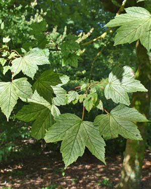 Acer Brilliantissimum