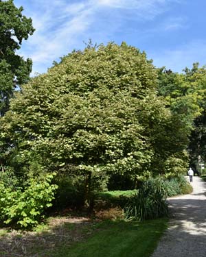 Maidenhair tree