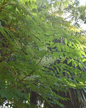 Aralia chinensis