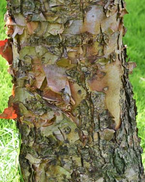 Betula nigra