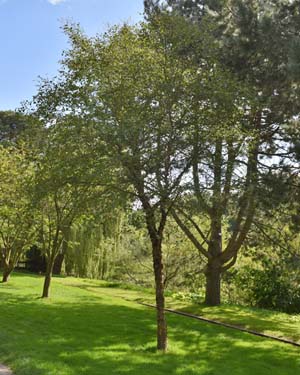 Betula nigra