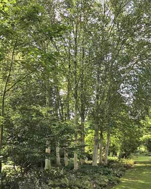 Himalayan birch