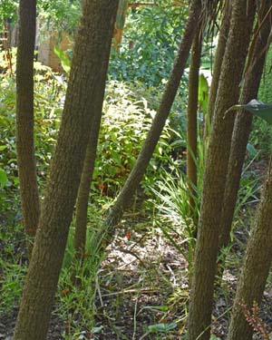 Cordyline