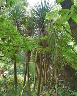 Cordyline