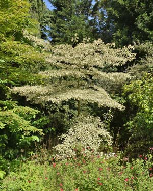 Cornus controversa variegata