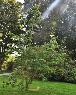 Cornus Rutgersensis