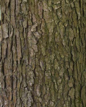 Cut-leaf hawthorn