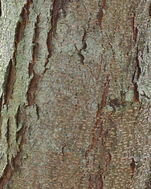 Honey locust