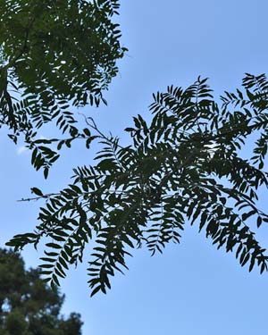 Gleditsia triacanthos