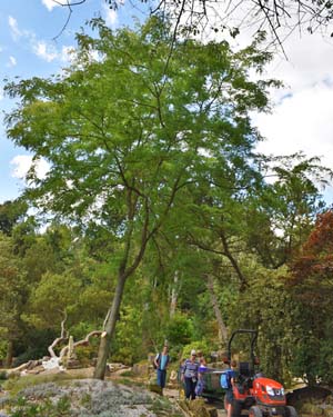 Honey locust