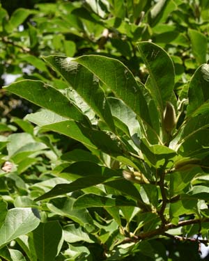 Magnolia Loebneri