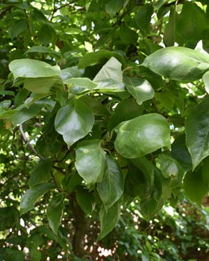 Tulip magnolia