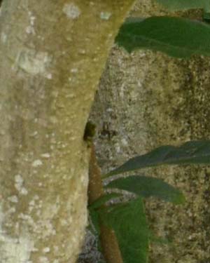 Magnolia soulangeana