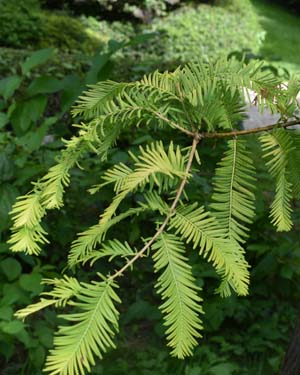 Metasequoia glyptostroboides