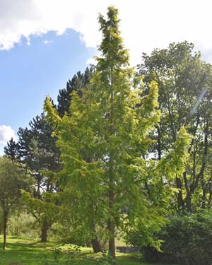 Metasequoia glyptostroboides