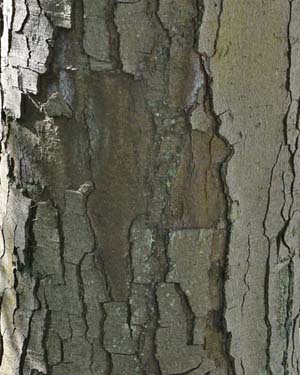Patagonian oak