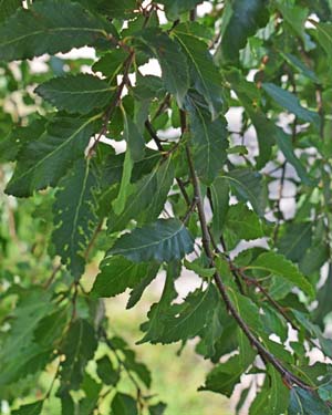 Roble beech