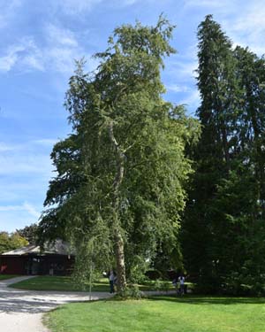 Nothofagus obliqua