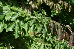 Parrotia persica