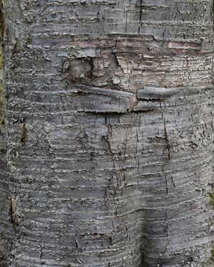 Prunus avium