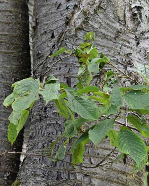 Bird cherry